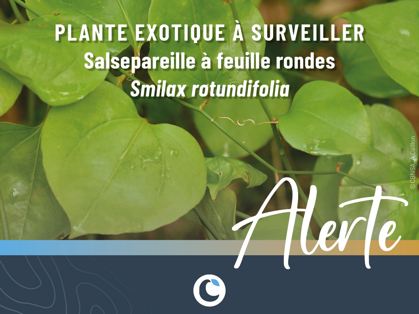 Alerte nouvelle plante exotique en Nouvelle-Aquitaine : Salsepareille à feuilles rondes (Smilax rotundifolia)