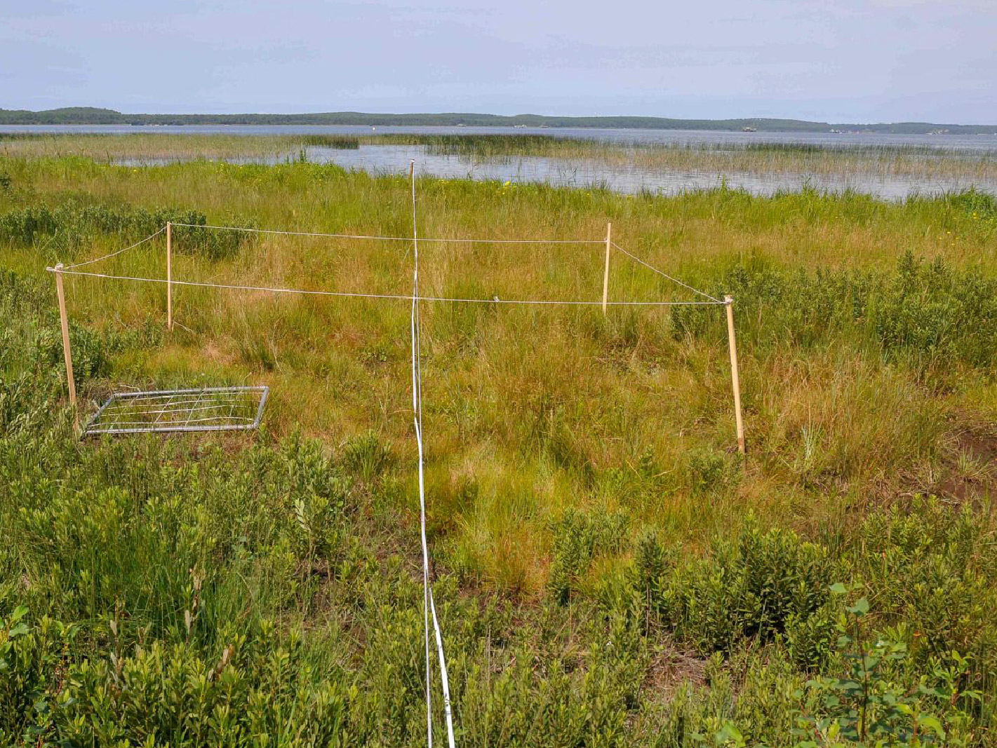 Rapport 2024 sur l'état de conservation des habitats rivulaires des étangs arrière-littoraux