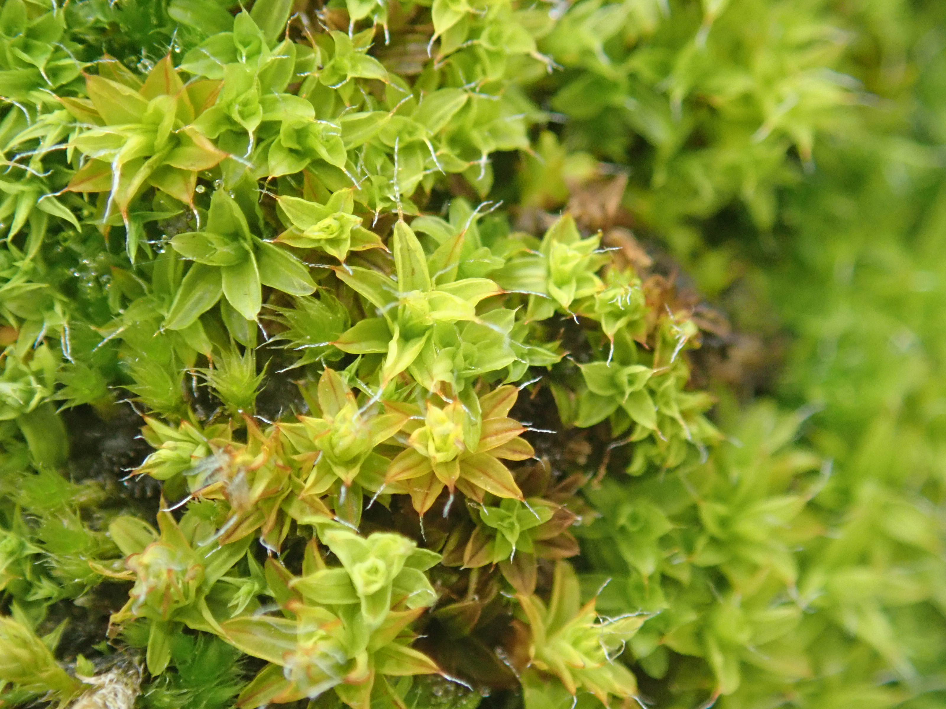 Syntrichia ruralis Saucats Aurélien Belaud